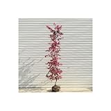 庭木：紅花トキワマンサク（常盤万作）　太幹！　H：約150cm