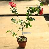 盆栽　苗　現品限り！：寒椿*さざんか　盆栽素材！素焼き鉢