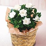 母の日 ガーデニア 鉢花 フラワーギフト プレゼント 花