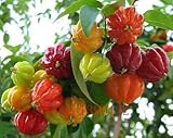 20枚ピタンガ種子、Pitangaの果物の種、ブラジルの桜{赤}、ホーム＆ガーデンのための珍しい植物