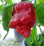 Chili Trinidad 7 Pot Jonah - hot pepper - 25 seeds