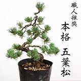 特選苗・植木：五葉松(ごようまつ）*黒ポット