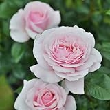 バラ苗 ジルドゥブリザック 国産新苗植え替えドリュオリジナル角鉢6号 四季咲き大輪 ピンク系 フレンチローズ(ドリュ)