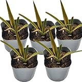 パイナップル(ソフトタッチ種)苗5鉢セット