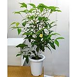 ハーブ　レモンマートル6号サイズ