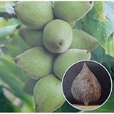 クルミ：ヒメクルミ（姫グルミ）4～5号ポット[殻が薄く滑らかな在来種の胡桃][苗木] ノーブランド品