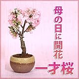 母の日 ギフト 桜盆栽:母の日開花桜*
