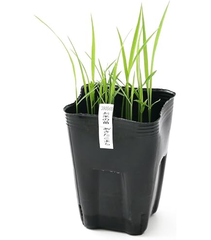 Amazon｜種籾 コシヒカリ 米種子消毒済み種もみ 種モミ｜観葉植物