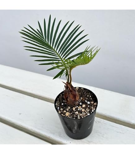 Amazon｜（観葉植物）サイカス ソテツ（蘇鉄） 3号（1鉢）｜観葉植物