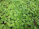香川県産　29年産　サツマイモ　苗　金時　芋　つる　イモヅル　生産農家　30本