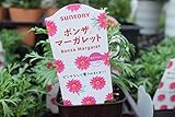 花苗　まとめ買い　サントリーフラワーズ　ボンザマーガレット　ラズベリー　3ポットセット　3.5寸苗　送料込価格