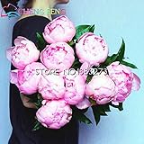 20 PCS珍しい中国Ypink牡丹の種美しいフラワーガーデンや盆栽植物シャクヤクsuffruticosa種子