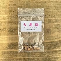 shin 2、黒松種3000個以上 Amazon.co.jp: 【松の種】クロマツ＜黒松＞ 種子50粒 Japanese