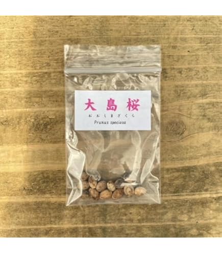 Amazon.co.jp: 遊恵盆栽 ：盆栽種子 イロハモミジ*いろはもみじ 紅葉