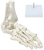 1/2 可動式人体模型 約85cm Amazon.co.jp: UPstore 実物大 脊髄骨盤模型 90cm 背骨 脊柱模型