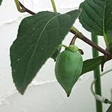 マタタビ（メス木）4号ポット[苗木] ノーブランド品