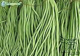 中国のロングビーンヴィーニャ有爪類種子の20PCS、ロング・豆類のササゲスネーク豆野菜の種、ミニガーデン長い豆種子