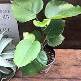 Amazon ハートリーフ ウンベラータ 5号 観葉植物 オンライン通販