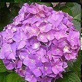 多年草の花種子アジサイ種子植物種子美しいレア5色20pcs / bag造園