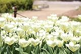国産 チューリップ 球根 おまかせパック 可愛いお花 (２０個, 白色)