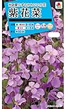 タキイ種苗 紫花菜紫花菜