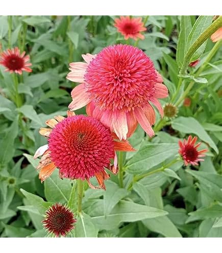 Amazon | [ 宿根草苗 ] エキナセア「ハニーデュー」4寸ポット苗 | 花