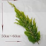 [花材]『ヒバの枝 1本50～60cm・生』┃クリスマスリース 玄関　生のリース