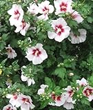 Hibiscus syriacus China Chiffon - Rose of Sharon - 20 seeds