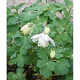 ミヤマオダマキ[深山苧環]：白花3号ポット 3株セット ノーブランド品