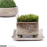 (観葉/苔)私の小さな苔盆栽 ～益子焼の苔仕立て その参～ 本州・四国限定[生体]