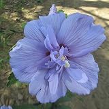ムクゲ（槿）：ブルーシフォン5号ポット[矮性タイプ青紫色の花色で半八重咲き！] ノーブランド品