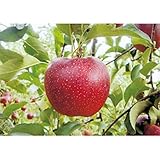 林檎(りんご)苗木 秋映(あきばえ)