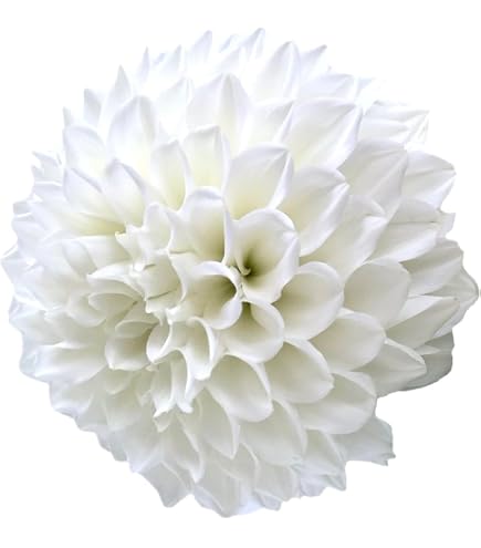Amazon.co.jp: カフェオレディナープレート ダリア球根、植物、根、花