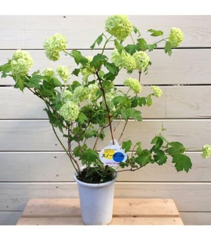 大手毬　白 オオデマリ　ビバーナム　庭木　ガーデニング 楽天市場】庭木・植木苗：ビバーナム オオデマリ（白花）* 株