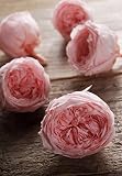 Preserved Temari Rosesブライダルピンク( 8ローズ) 2.25 in