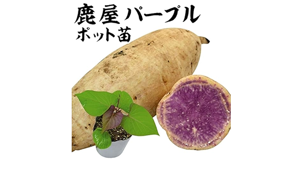 Amazon さつまいも ポット苗 鹿屋パープルポット苗 2株 イモヅル 芋苗 サツマイモ さつま芋 家庭菜園 国華園 22年春商品 野菜 Amazon さつまいも ポット苗 鹿屋パープルポット苗 2株 イモヅル 芋苗 サツマイモ さつま芋 家庭菜園 国華園 22年春商品 野菜