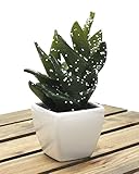 PLATA ディスプレイ 用 ミニ サボテン 【 B 】 人工 観葉植物 グリーンポット YWX135--B