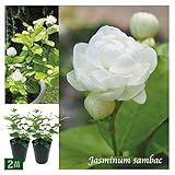ジャスミン大苗3.5号/八重咲きマツリカ（ジェイド） お得な2苗