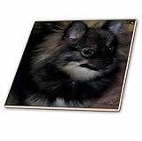 Rebecca Anne Grant写真デザインアートCanines犬ポメラニアン – Wolf SableポメラニアンOil Painting – タイル 8-Inch ct_50782_3