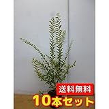 【ノーブランド品】シルバープリペット樹高0.4m前後15cmポット【10本セット】