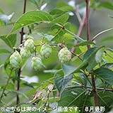 山菜苗:山のホップ(唐花草) 10.5cmポット仮植え苗4ポットセット【紫桜館山の花屋】