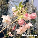 桜（サクラ）苗木　八重紅枝垂れ