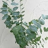 ユーカリ：シネレア（銀丸葉）3号ポット 2株セット ノーブランド品