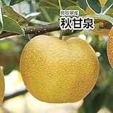 鳥取県産 激甘 秀品 秋甘泉 約5kg 10?16玉前後 大きさお任せ 鳥取県産 激甘 秀品 秋甘泉 約5kg 10?16玉前後 大きさお任せ