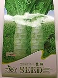 【 種子】 珍しい茎レタス (30粒入)