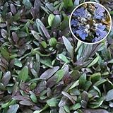 アジュガ：チョコレートチップ3号ポット4株セット ノーブランド品