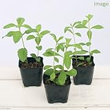 (観葉)ハーブ苗 ステビア 3号(1ポット) 家庭菜園 本州・四国限定[生体]