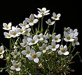 【山野草】白花ヒナソウ