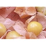 【種子】食用ホオズキ 早生大玉ストロベリートマト キャンディゴールド 藤田種子のタネ