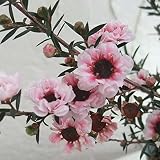 ギョリュウバイ：淡桃花3.5号ポット 2株セット